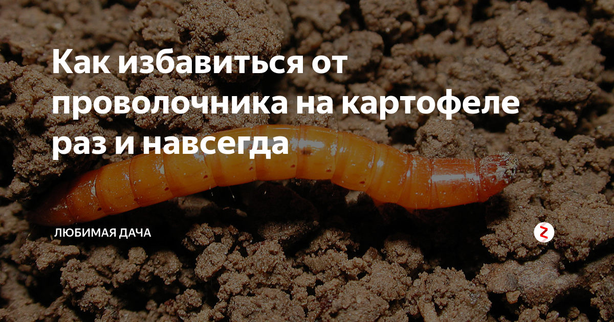 Как бороться с проволочником на огороде весной. Жук проволочник. Проволочник меры борьбы. Борьба с проволочником на огороде. Проволочник меры борьбы и профилактика.