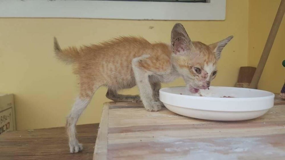 Парень съел котенка. Худой кот. Тощий котенок. Худой рыжий кот. Очень худой кот.