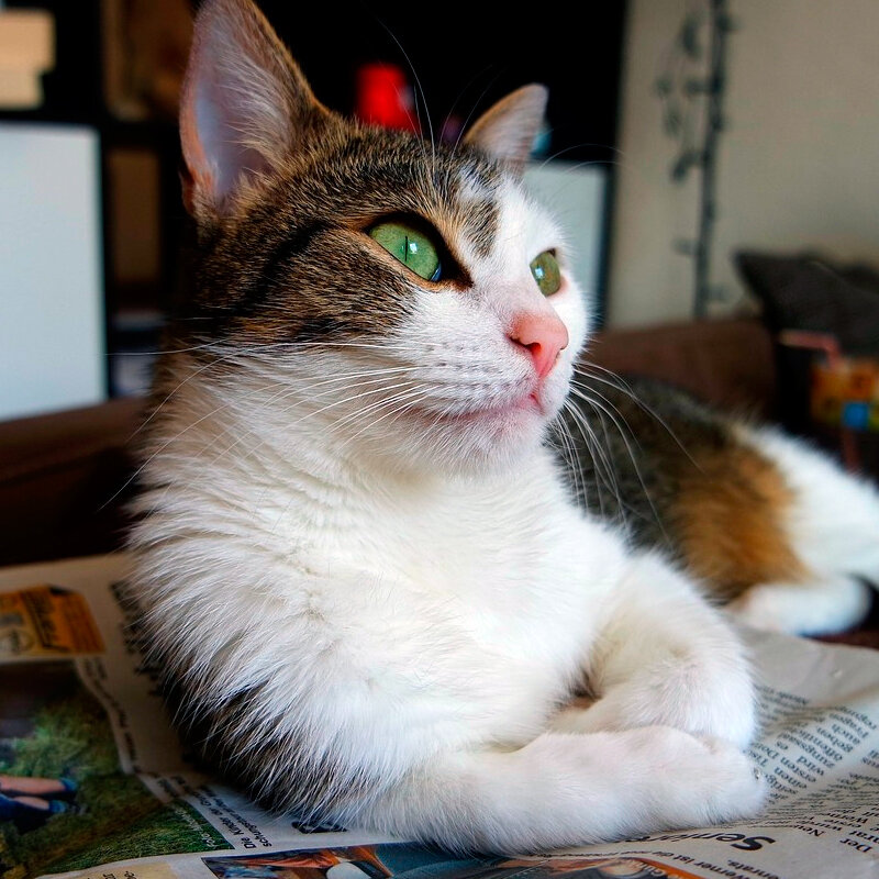 Кошки могут быть очень сильно привязаны к своим хозяевам.