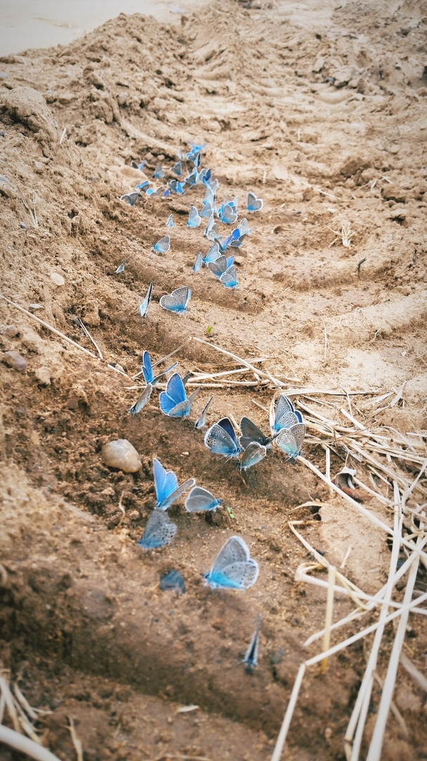 по пути встретили ооочень много бабочек