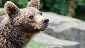 Отдадим должное косолапым завсегдатаям наших городов. Они не шокировали иностранцев во время Чемпионата мира, а с месяц  подождали, когда все разъедутся.  
