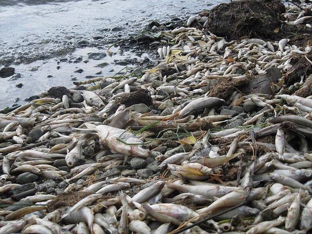 Человек в мире гибнет. Рыбы в загрязненных водоемах. Экологическая катастрофа рыбы.