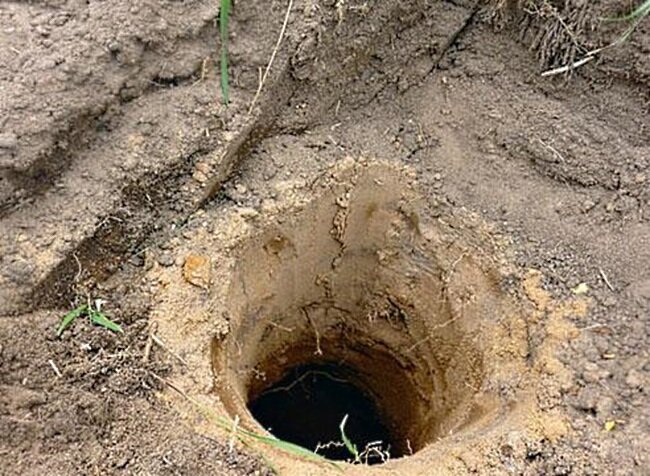 Лунка для высадки виноградника