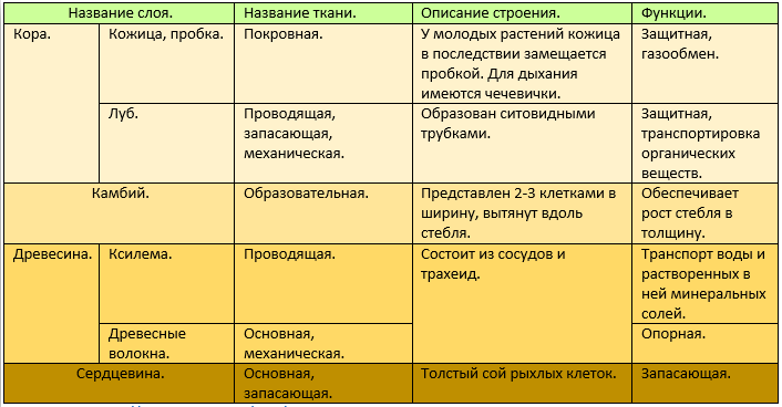 Внутреннее строение стебля дерева. | Rabbit Smart | Дзен