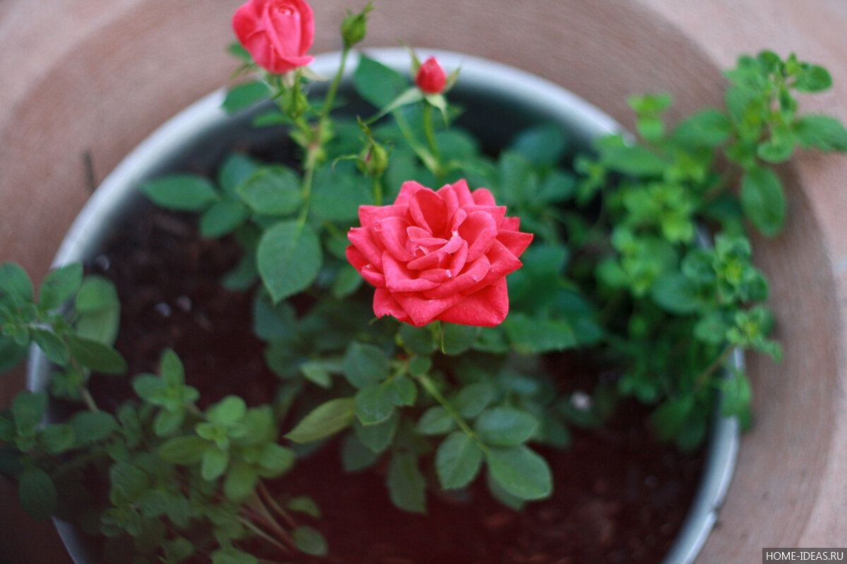 Красивое фото из интернета