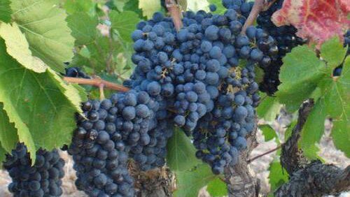 сорта винограда юга россии