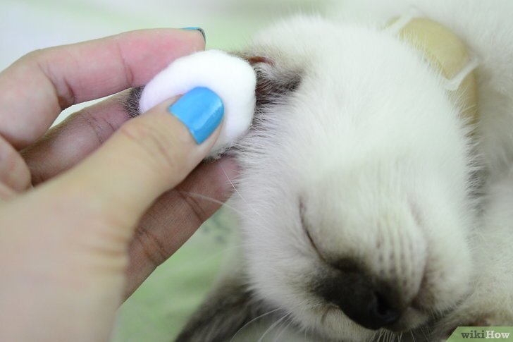 Фото из открытого источника