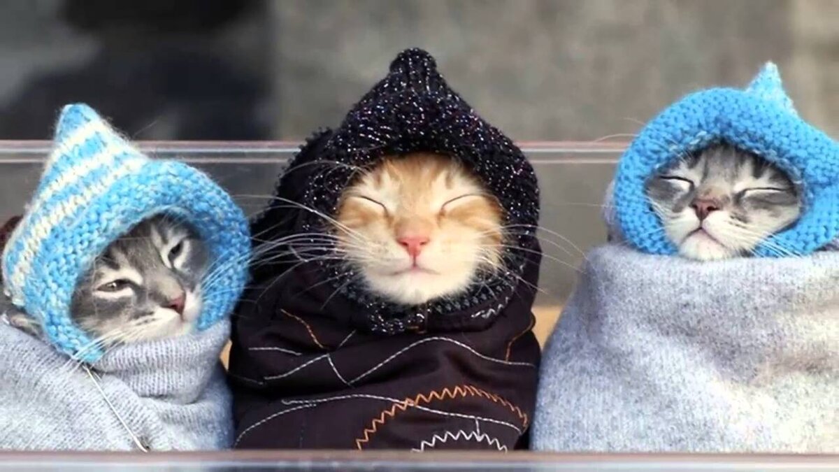 Котики зимой в шапке