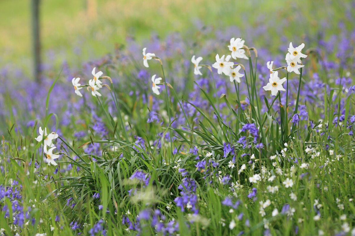   Чудесные сциллы на весеннем лугу