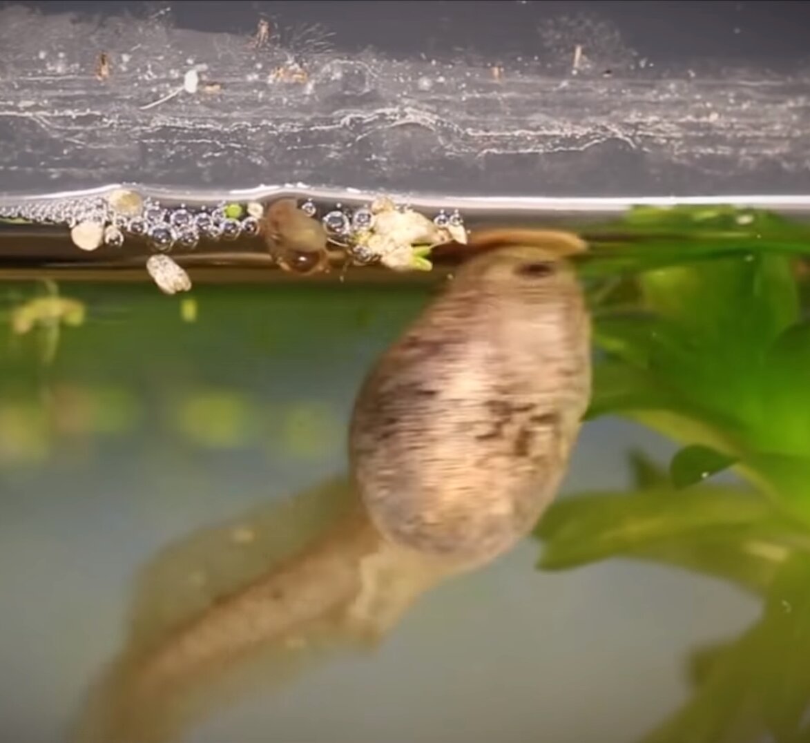 Главный виновник всех неудач Яковов