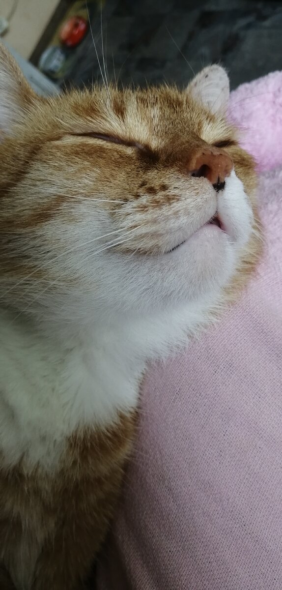 Фима - кот 😻. Мой питомец. 