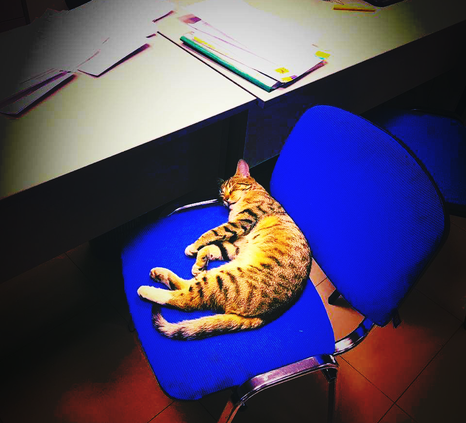 Фотографировали котика, а в кадр попали документы. Фото обработано, чтобы скрыть персональные данные. Но не всегда это делают.