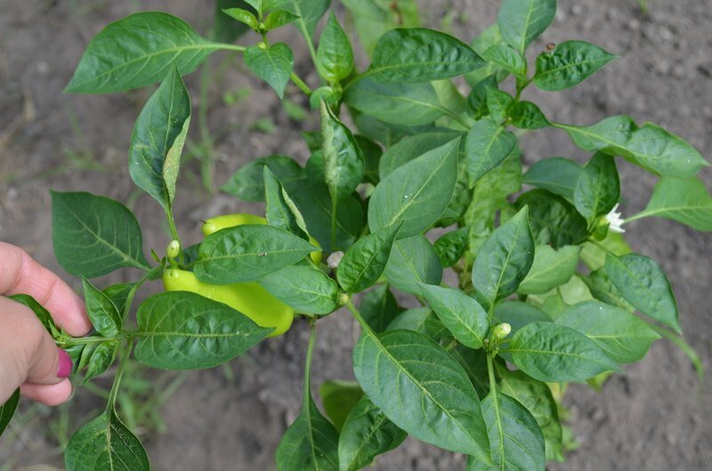 Вот такие кустики перцев у меня растут в теплице.