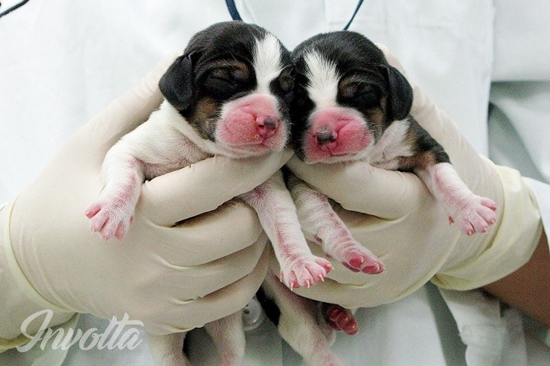 Клонирование собаки 