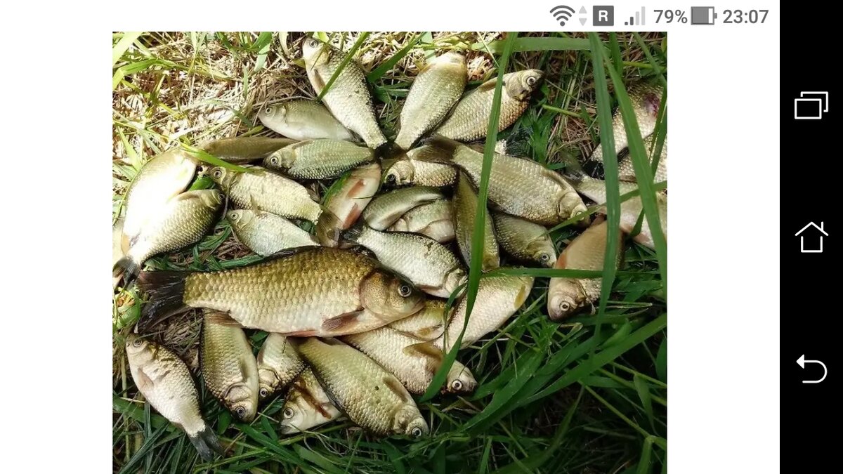 фото уловистое тесто для ловли карася