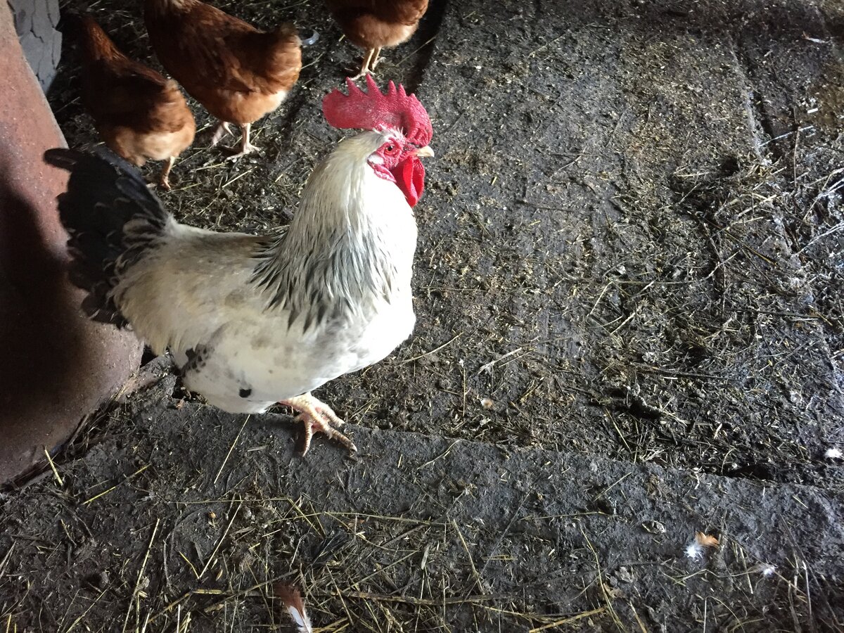 На фото: Владелец тех самых "куриных пальцев".