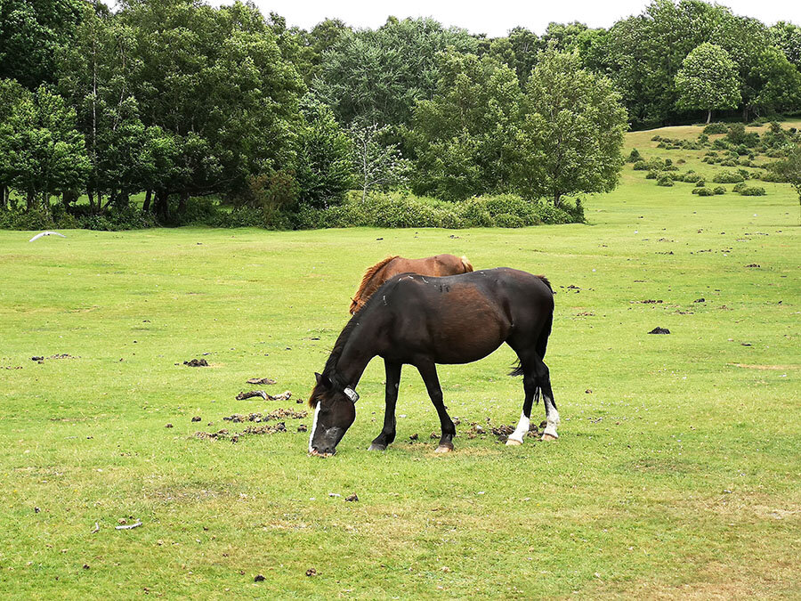 как называется место где лошади. строение лошади. как называется место где лошади. название частей ноги лошади. конюшня джона лоуренса англия.