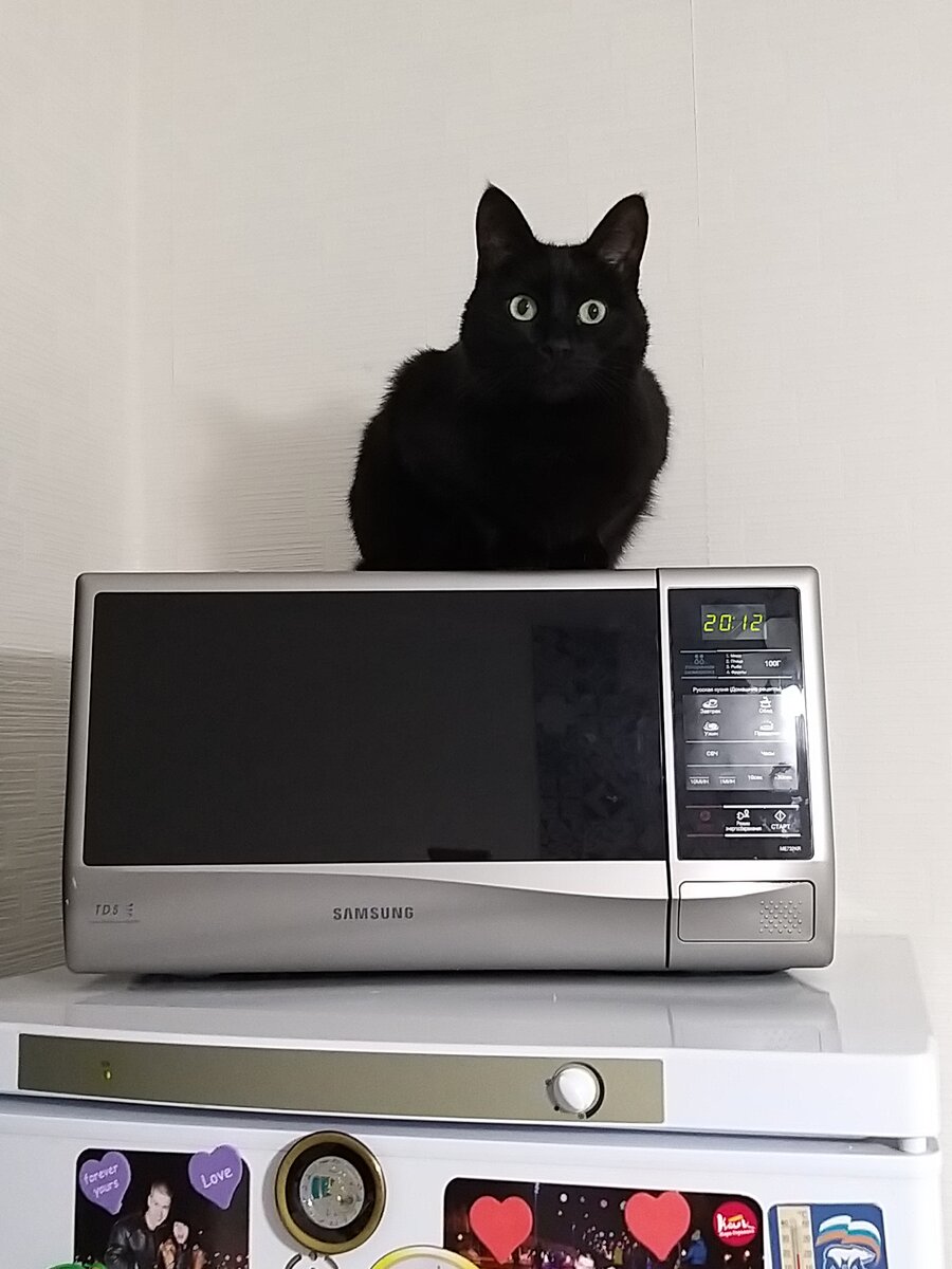 Бася на микроволновке, ежедневный ритуал