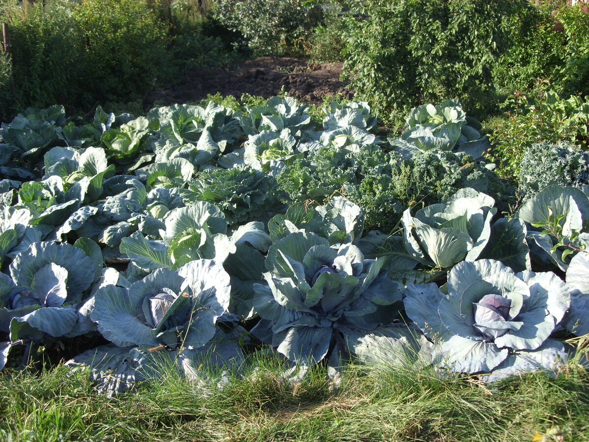 Растет, наливается.