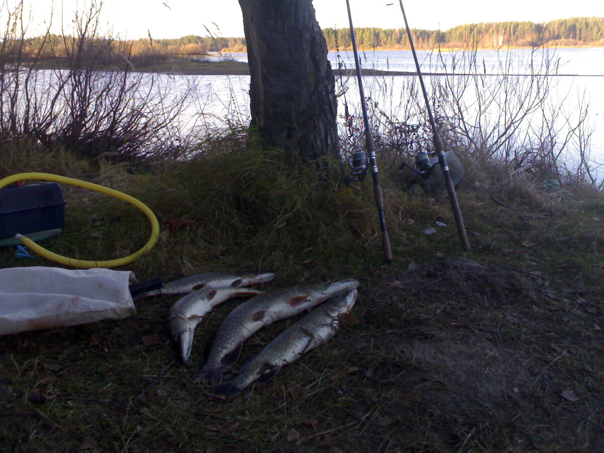 Взял немного. Одну соседу, что оттащил меня на верёвке до дома, две механику, что чинит мою машину, одну себе, остальные амнистированы. Сколько не считал. 