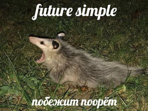 It will run and cry. (картинка взята из свободного источника)