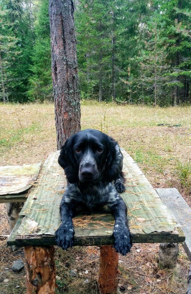 Жду, когда кормить будут