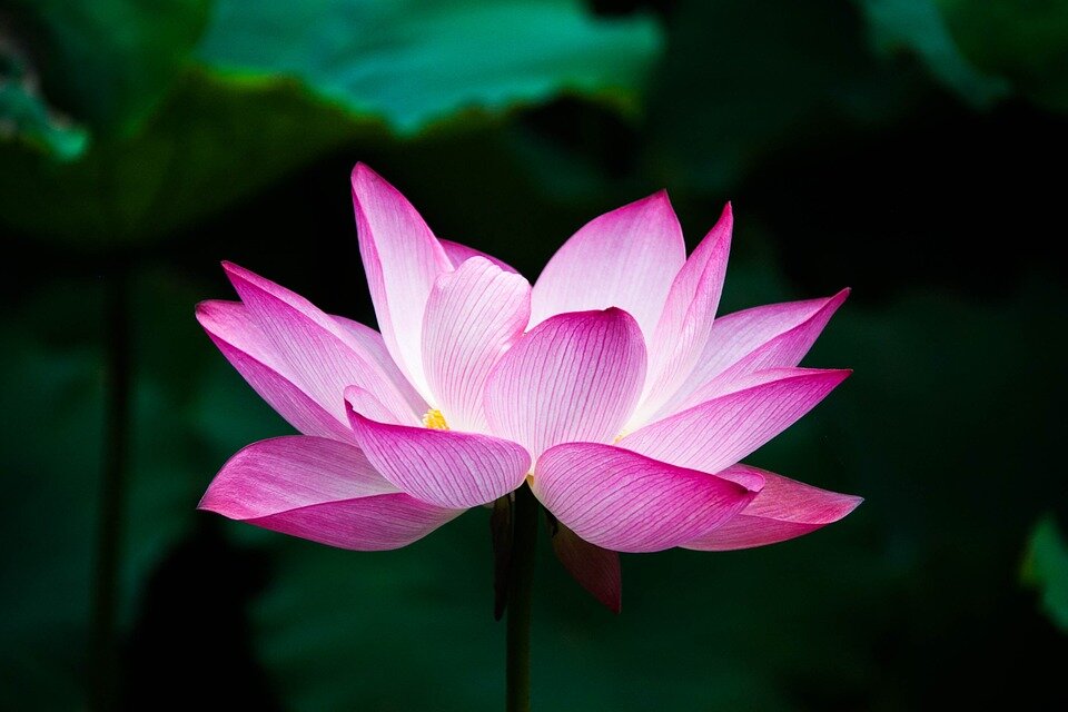 https://cdn.pixabay.com/photo/2015/10/09/00/55/lotus-978659_960_720.jpg