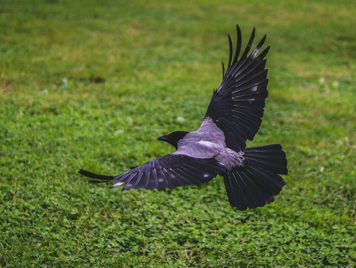 https://www.pexels.com/photo/crow-flying-above-green-grass-field-1640595/