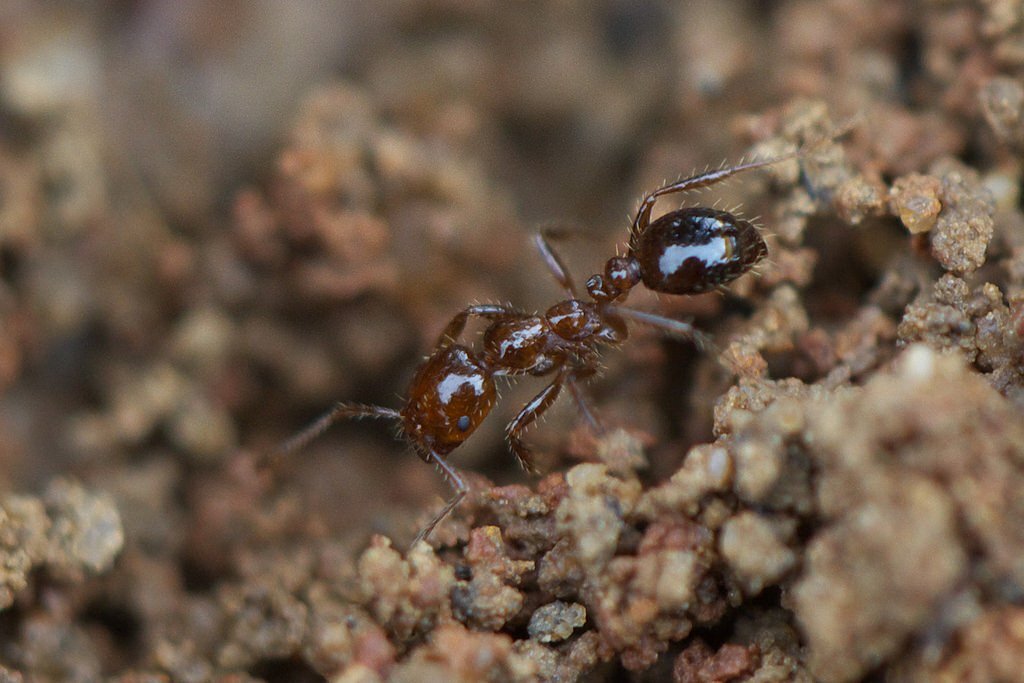 Красный муравей. Solenopsis Invicta. Красный Огненный муравей. Solenopsis Invicta. Инвикта муравьи. Муравей Рихтера.