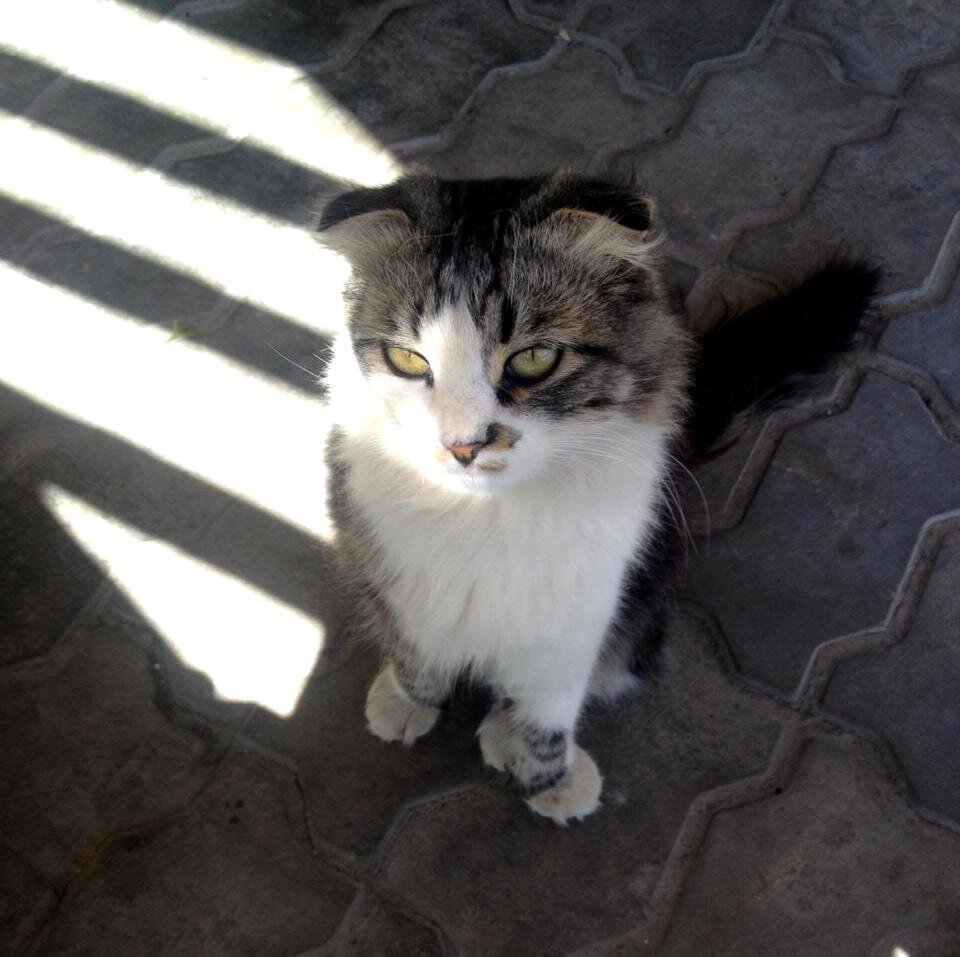 Невозможно устоять перед таким магнетизирующим взглядом...