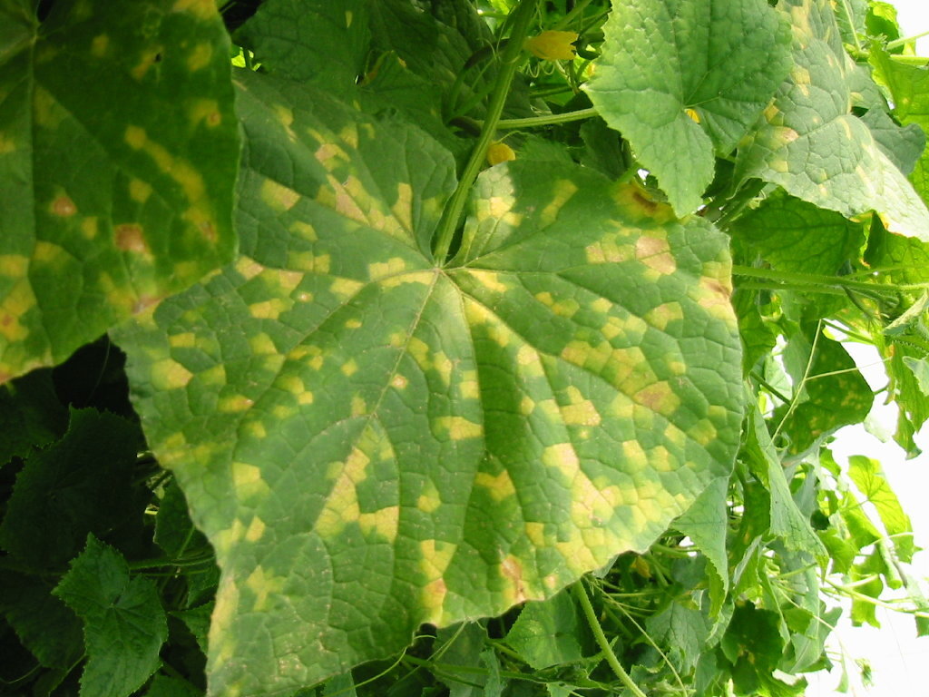 http://edamd.com/wp-content/uploads/2014/10/fungi-Pseudoperonospora-cubensis51.jpg