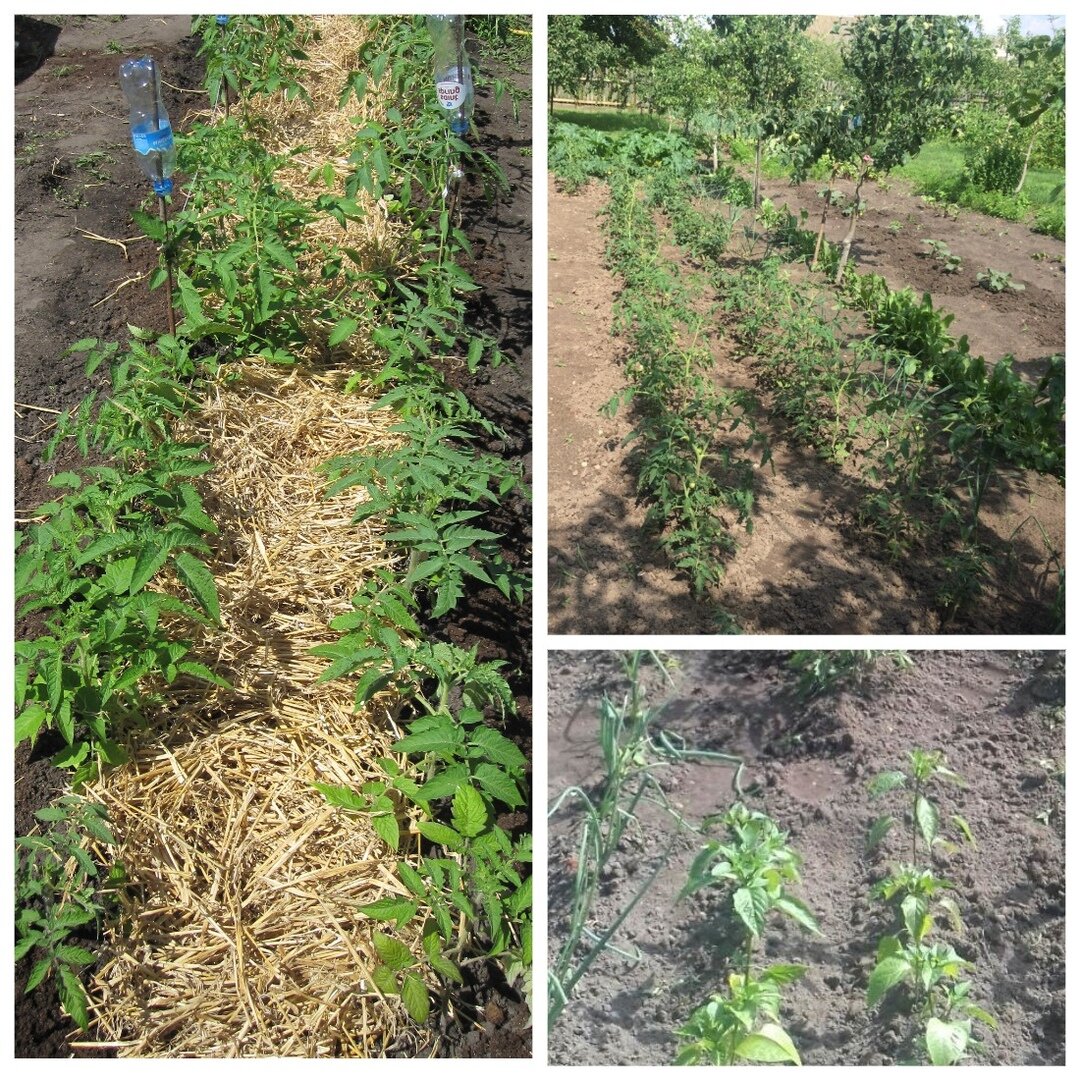 Узкие грядки каждый подстраивает под себя. Фото автора 