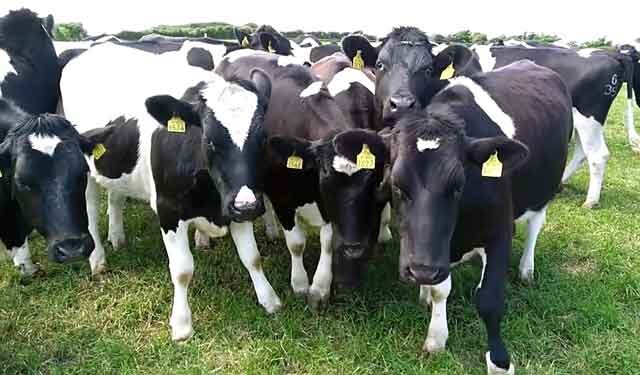 Симптомы и лечение неоаскариоза крупного рогатого скота - Как защитить ваше стадо от паразитов