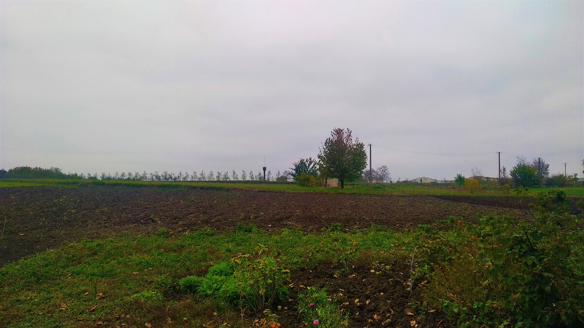  Большой участок земли без техники не перекопаешь. Что - то засевают сидератами, а что - то мульчируют.