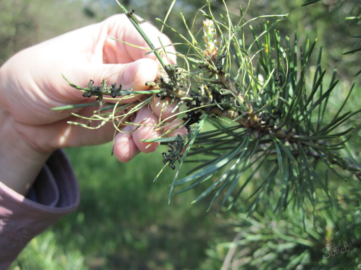 Ручной сбор пилильщика на хвойных посадках
