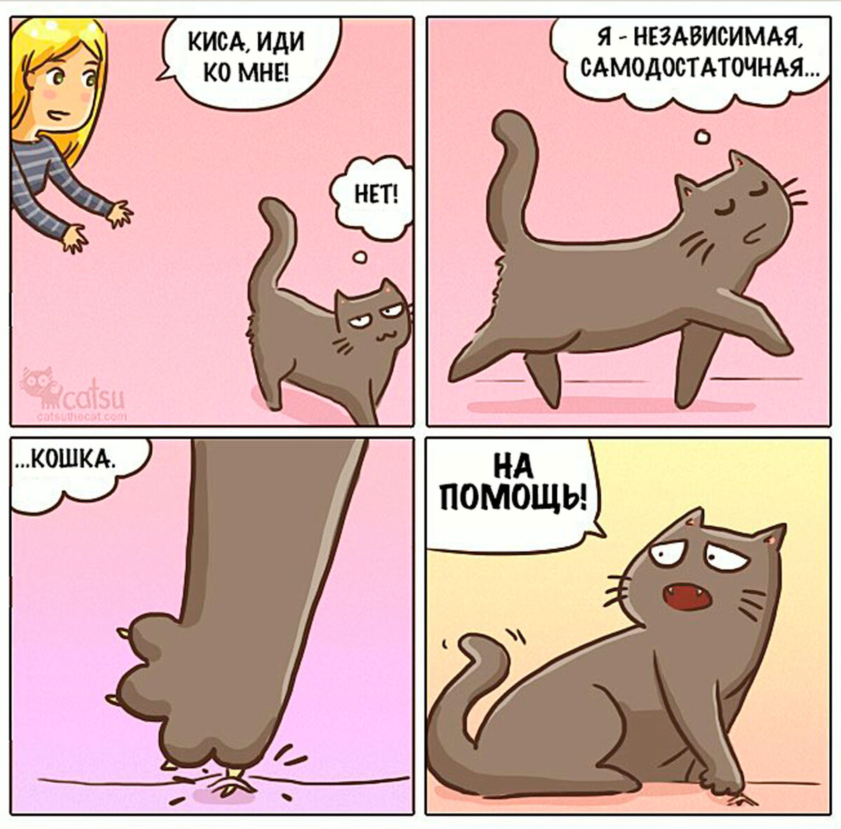 один день из жизни кошек