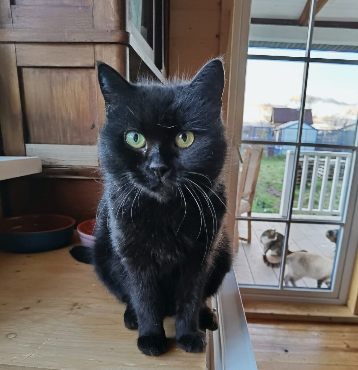 Вот такой Тоя от нас уехала 