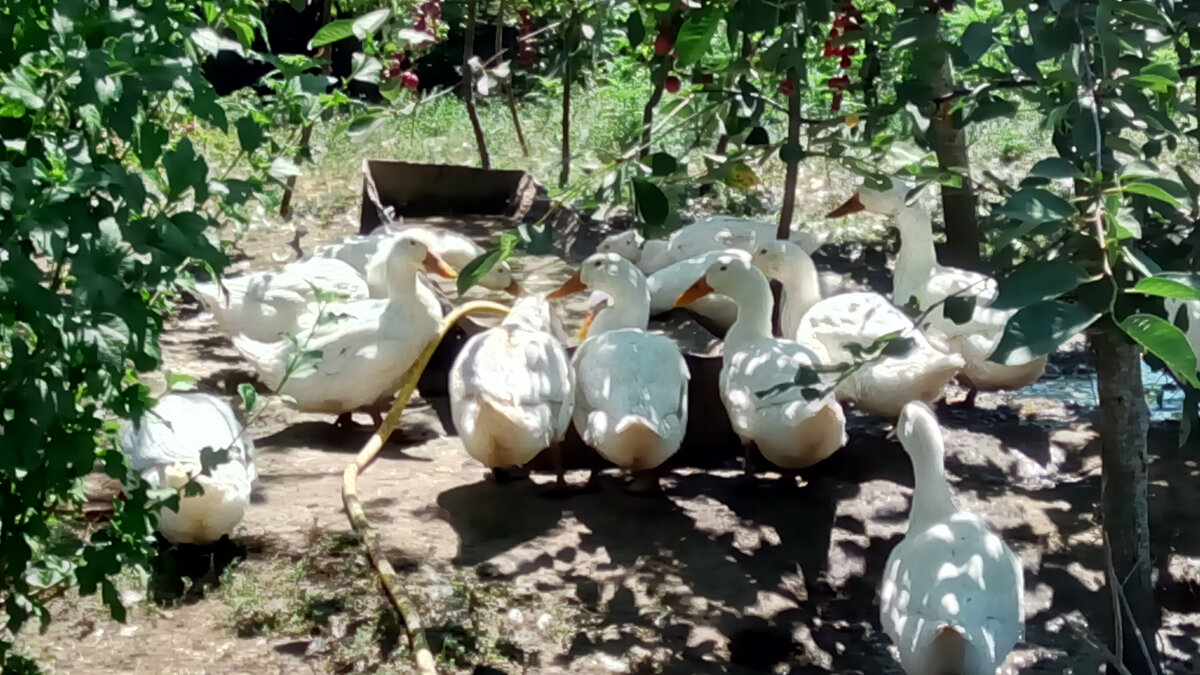 Лето, жара, утки