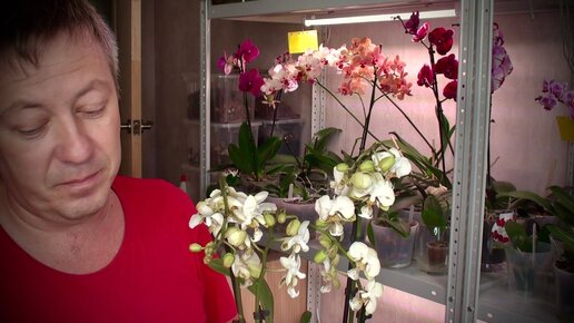 новой ОРХИДЕЕЙ продавец меня УБИЛ, обзор орхидеи из интернет магазина