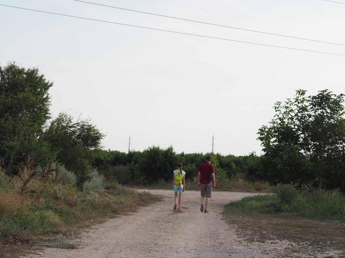 Это дорожка в персиковом саду. Все фотографии принадлежат автору.