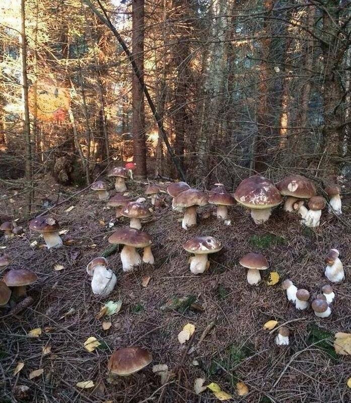 https://otvet.mail.ru/question/203015780