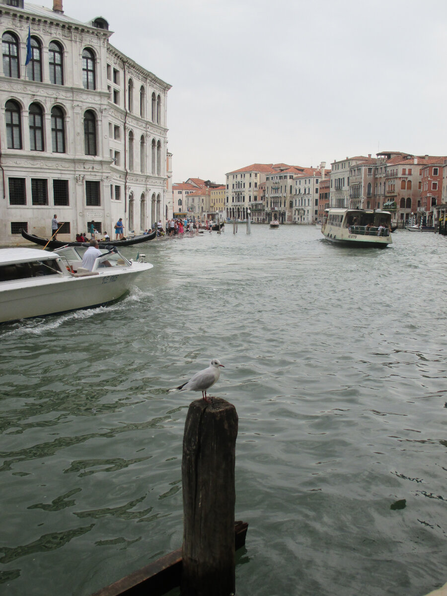 Типичный представитель фауны Венеции на типичной свае