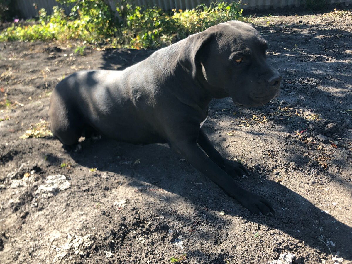 "Наговариваете вы, гражданин начальник, на нашу семейку..." Фото автора.