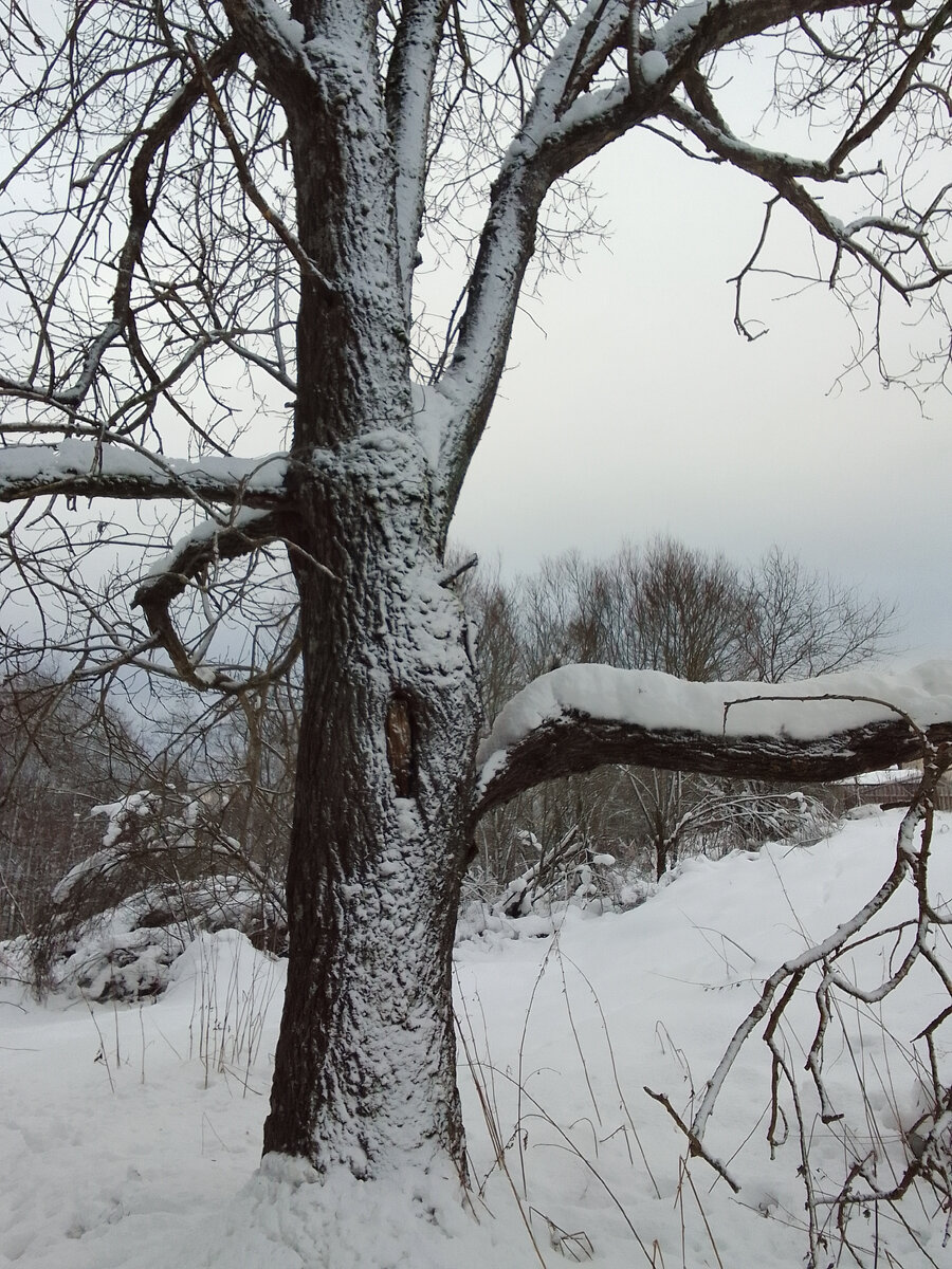 Старая верба