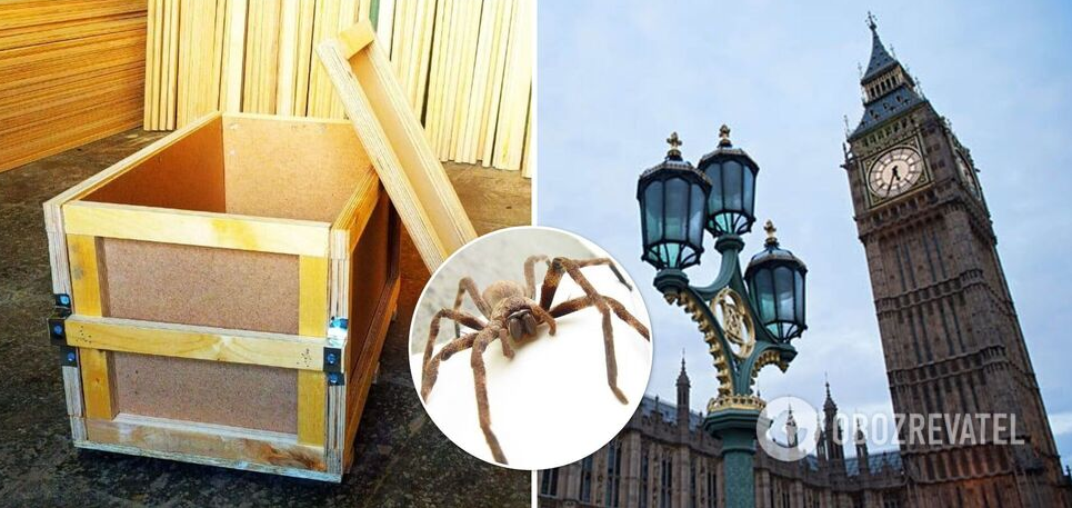 В Британии нашли паука-охотника