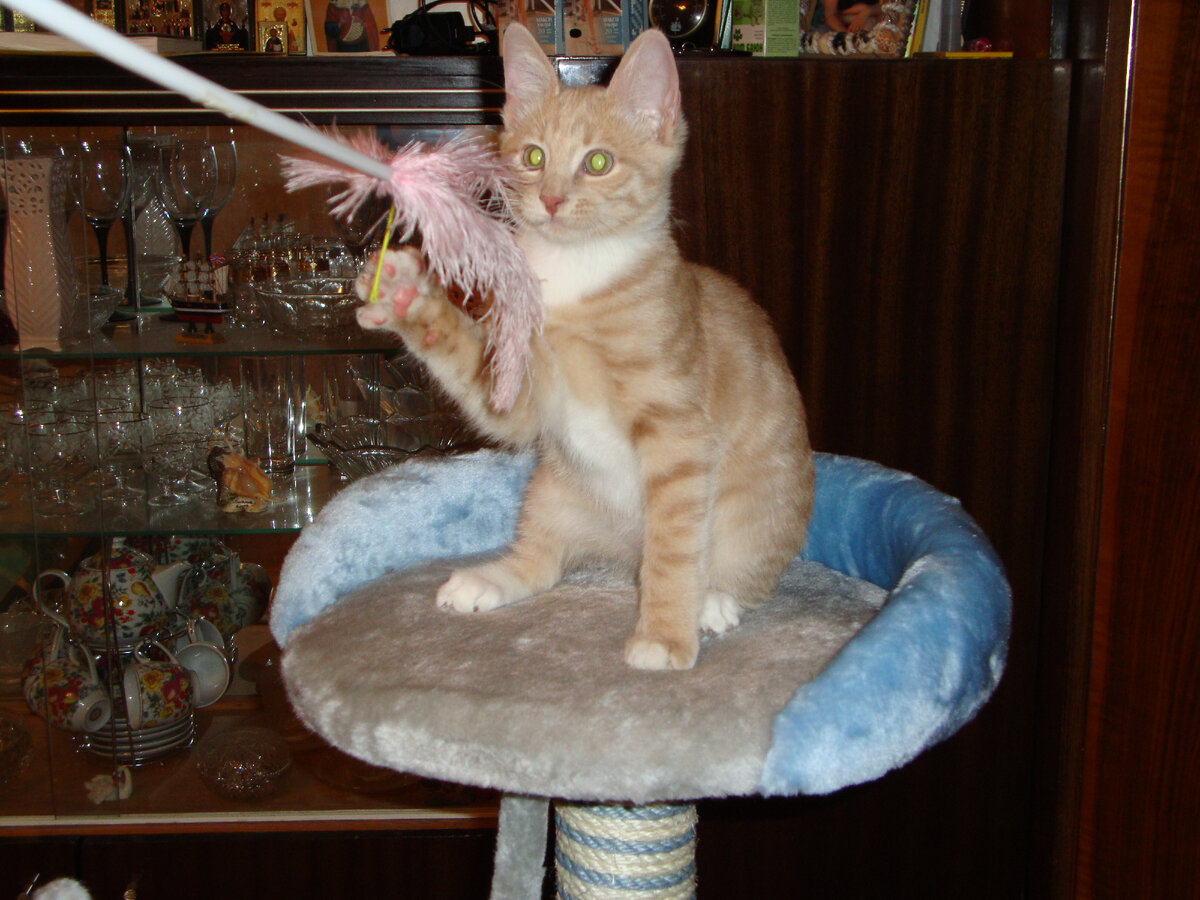 Маленький Тиша играет с махалкой. Вот у кого проблем с играми не было никогда!