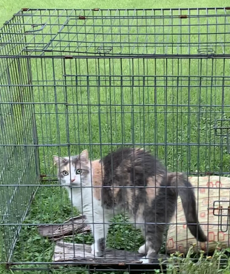 Лейси в прогулочном шатре