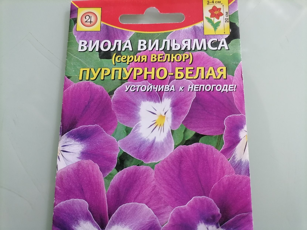 3 вида виол сею в июле. А многолетние существуют? | уДачный выбор | Дзен