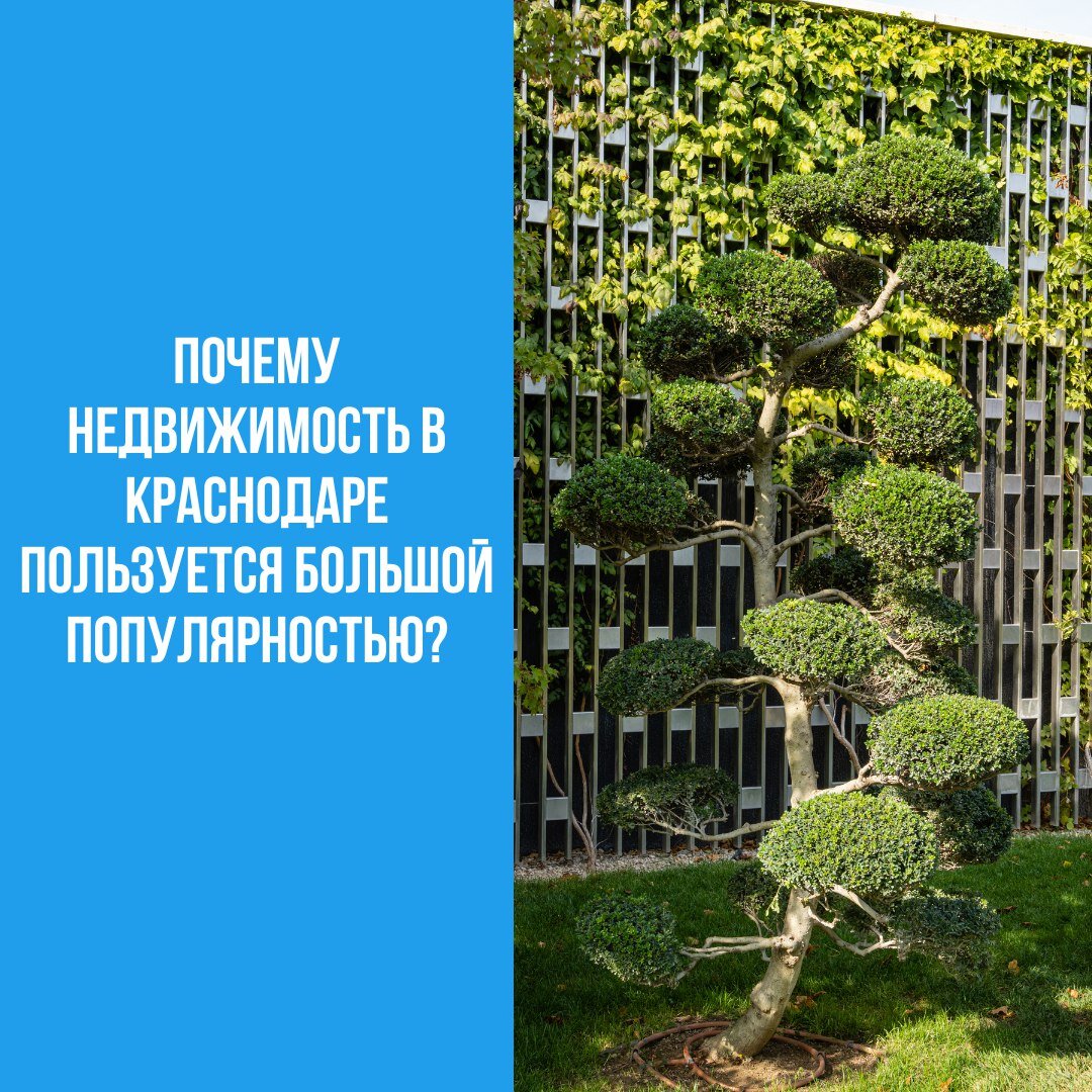 Почему недвижимость в Краснодаре пользуется большой популярностью? |  Переезд в Краснодар - Сергей Сурков | Дзен