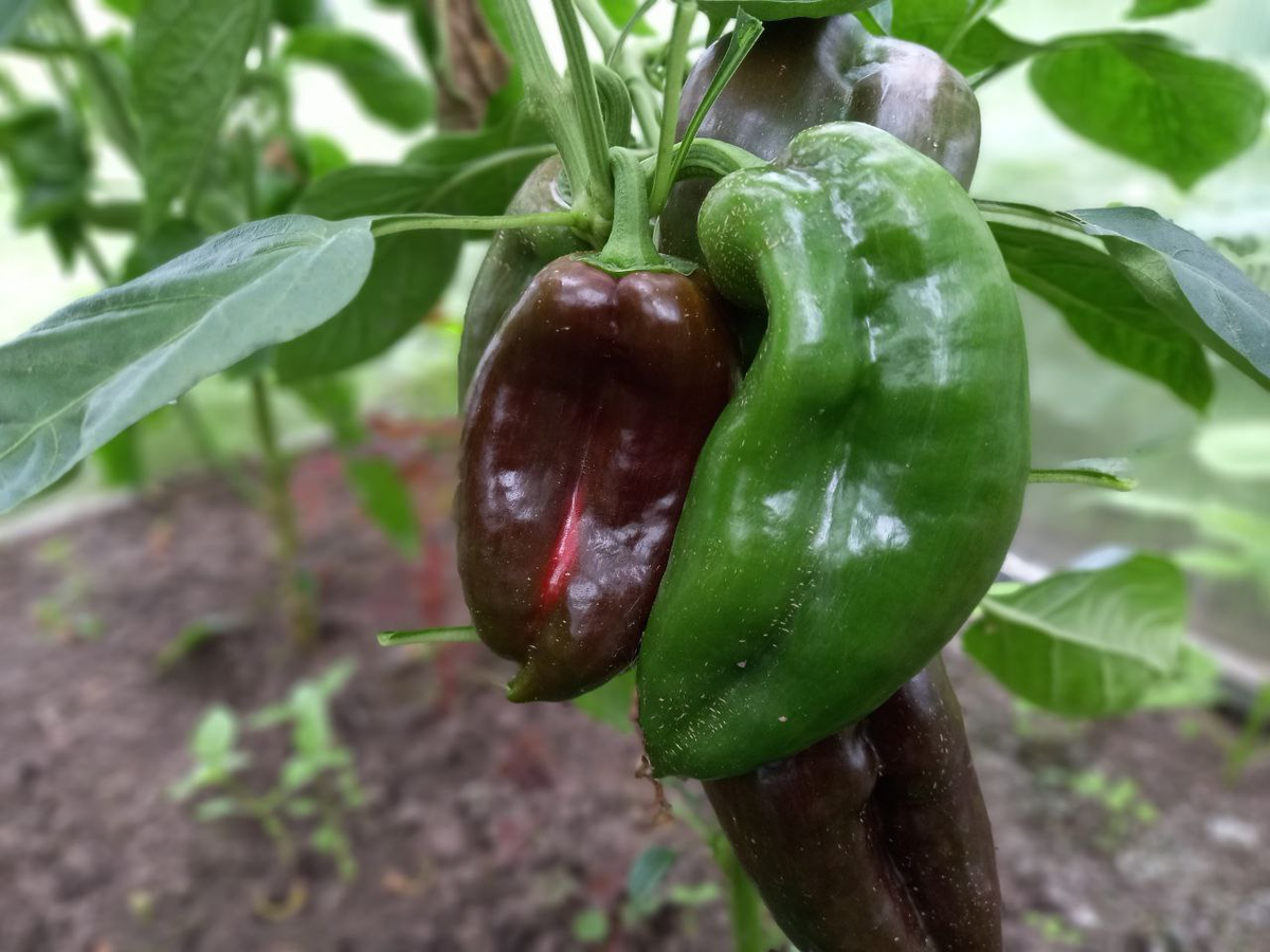 9 любимых сортов сладкого перца, не гибридов! Проверены мною на вкус и урожайнос